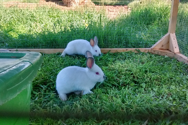Bunnies eating grass