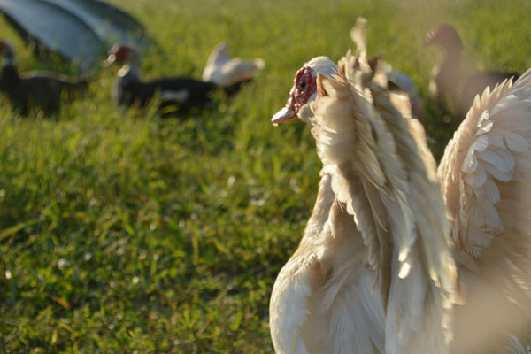 Muscovy duck