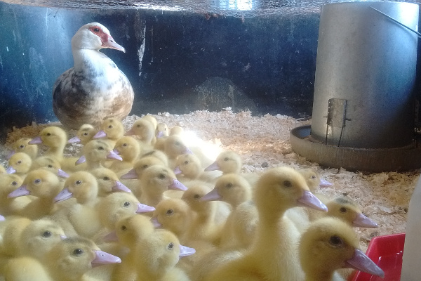 Mamma and 50 ducklings