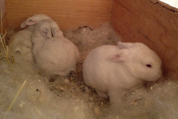 New bunnies