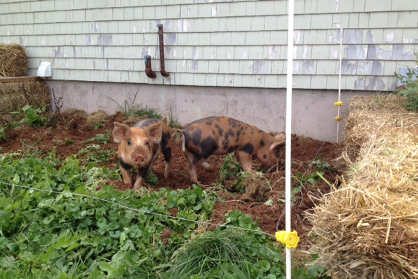 Pigs doing some gardening