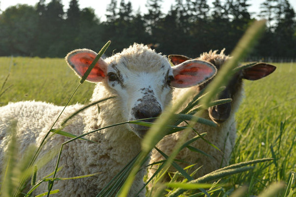 Lambs in the pasture