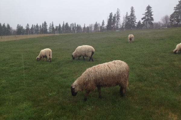 Sheep on pasture